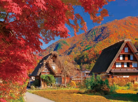 紅葉名所◆白川鄉合掌村(世界遺產、國家指定重要傳統建築物群保存區)