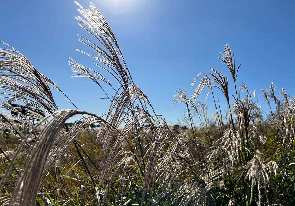 首爾天空公園