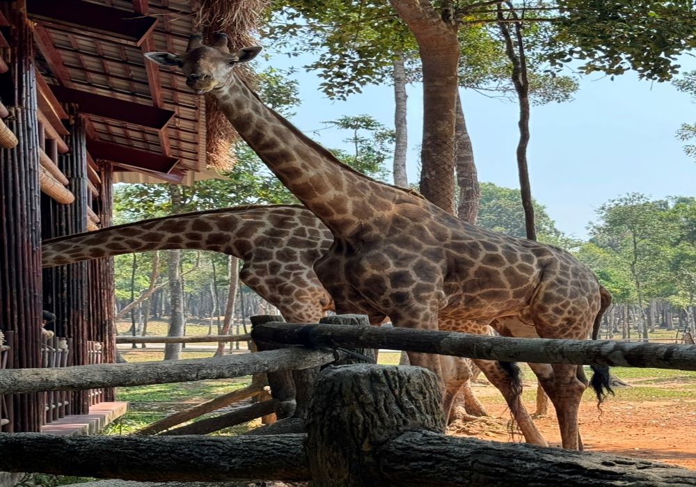 【富國島SAFARI野生動物園】